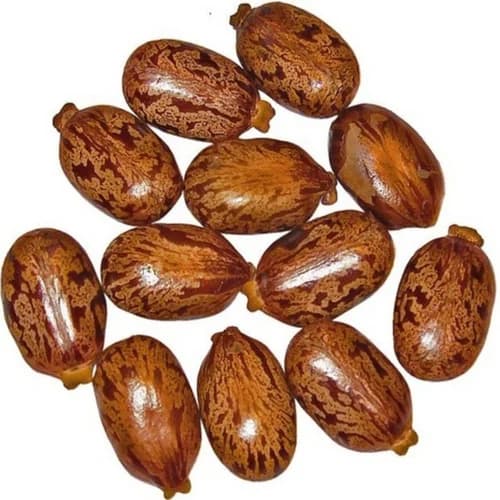 Arandi Seeds (Castor Seeds)