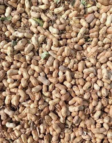 Groundnut