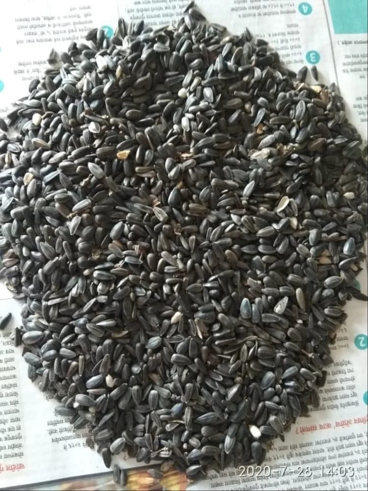 Sunflower Seeds