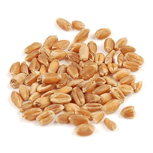 Wheat Seeds