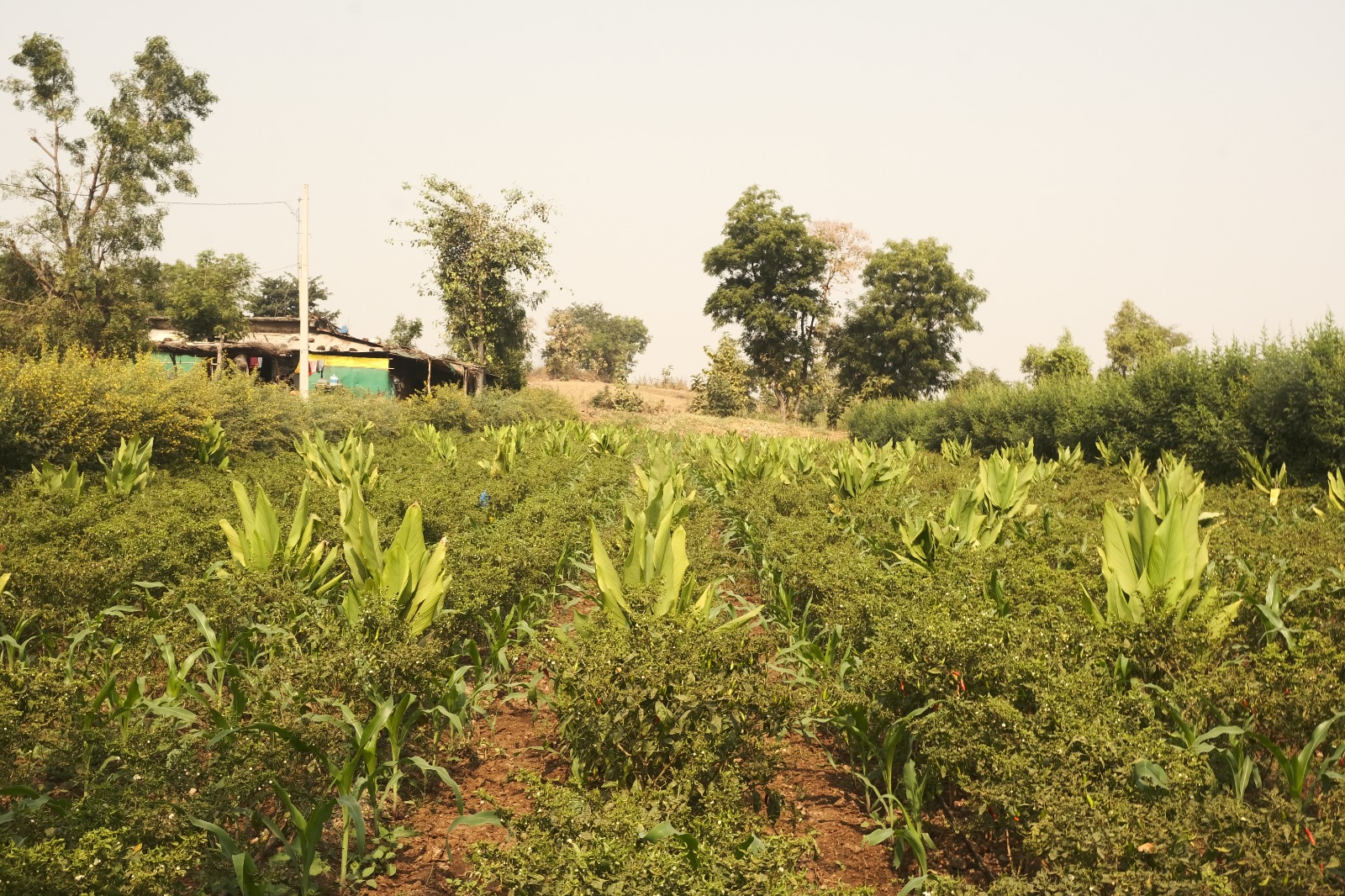 Step 7: Environmental Sustainability and Biodiversity